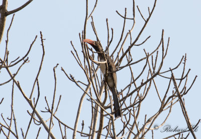 Krontoko - Crowned Hornbill (Lophoceros alboterminatus)