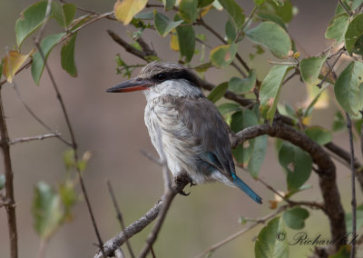 Strimkungsfiskare - Striped Kingfisher (Halcyon chelicuti)