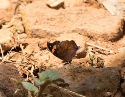 African Leaf Butterfly (Junonia tugela)