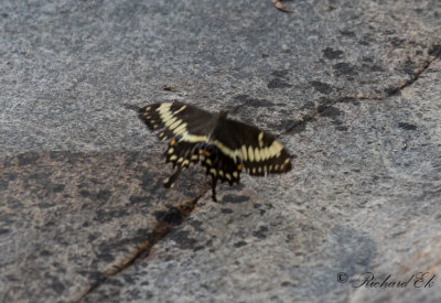 Emperor Swallowtail (Papilio ophidicephalus)