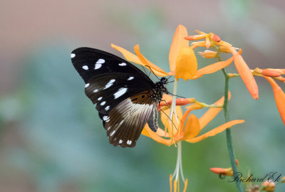 White-banded swallowtail (Papilio echerioides)