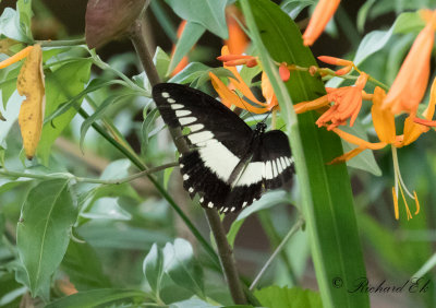 White-banded swallowtail (Papilio echerioides)