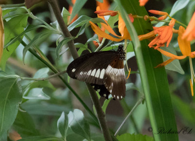 White-banded swallowtail (Papilio echerioides)