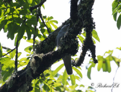 Enfrgad grfgel - Grey Cuckooshrike (Coracina caesia)