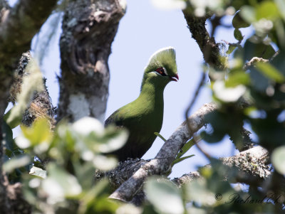 Knysnaturako - Knysna Turaco (Tauraco corythaix)