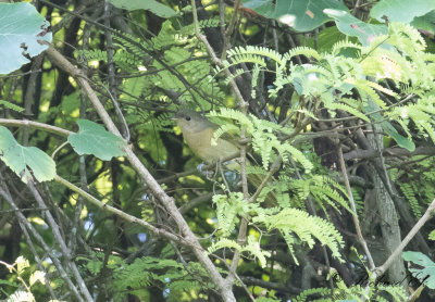 Bushshrikes