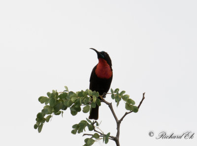 Karmosinbrstad solfgel - Scarlet-chested Sunbird (Chalcomitra senegalensis)