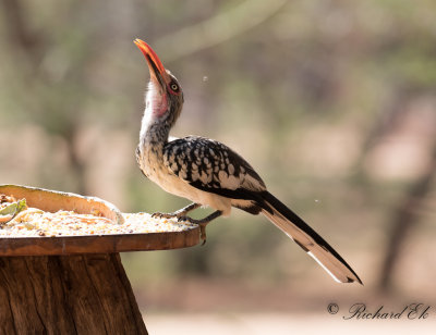 Sydlig rdnbbstoko - Southern Red-billed Hornbill (Tockus rufirostris)