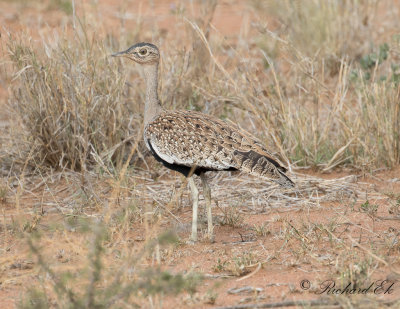 Sydlig tofstrapp - Red-crested Korhaan (Lophotis ruficrista)