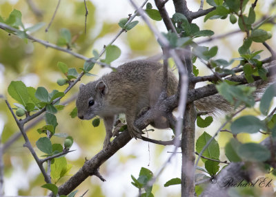 Gulfotad buskekorre - Smith's Bush Squirrel (Paraxerus cepapi)