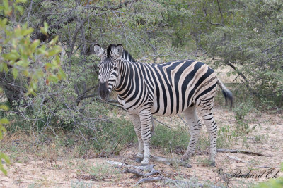 Stppsebra - Burchell's Zebra (Equus quagga burchellii)