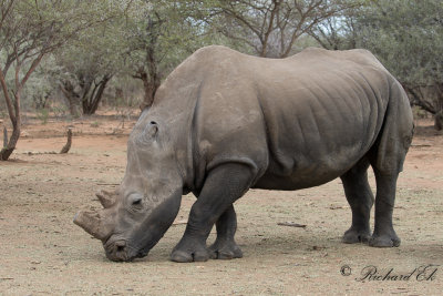 Trubbnoshrning - White Rhinoceros (Ceratotherium simum)