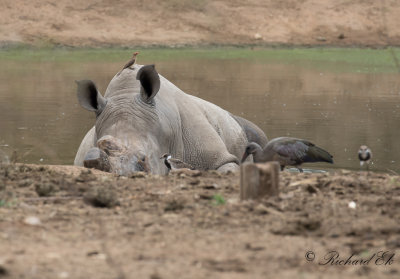 Trubbnoshrning - White Rhinoceros (Ceratotherium simum)