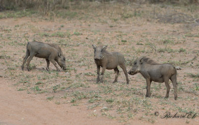 Vanligt vrtsvin - Common Warthog (Phacochoerus africanus)