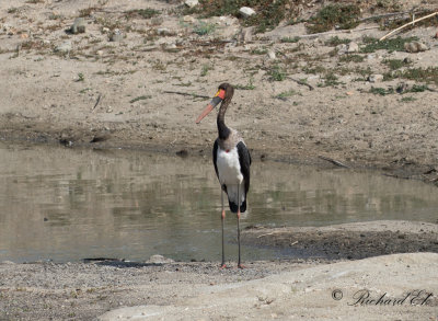 Sadelnbbsstork - Saddle-billed Stork (Ephippiorhynchus senegalensis)