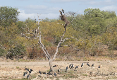 Maraboustork - Marabou Stork (Leptoptilos crumenifer)