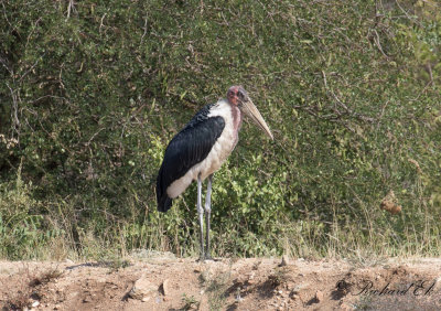 Maraboustork - Marabou Stork (Leptoptilos crumenifer)