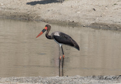 Sadelnbbsstork - Saddle-billed Stork (Ephippiorhynchus senegalensis)