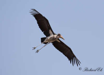 Maraboustork - Marabou Stork (Leptoptilos crumenifer)