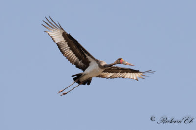 Sadelnbbsstork - Saddle-billed Stork (Ephippiorhynchus senegalensis)