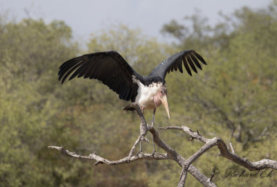 Maraboustork - Marabou Stork (Leptoptilos crumenifer)