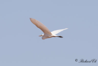 Mellanhger - Intermediate Egret (Egretta intermedia)