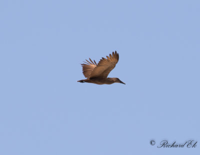 Skuggstork - Hamerkop (Scopus umbretta)