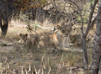 Lejon - African Lion (Panthera leo)