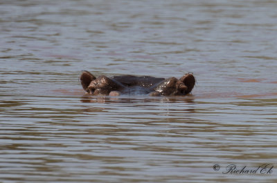 Flodhst - Hippopotamus (Hippopotamus amphibius)