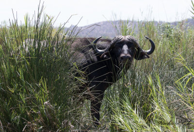 Afrikansk buffel - African Buffalo (Syncerus caffer)
