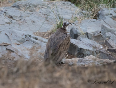 Kappgam - Hooded Vulture (Necrosyrtes monachus)