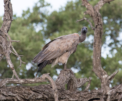 Vitryggig gam - White-backed Vulture (Gyps africanus)