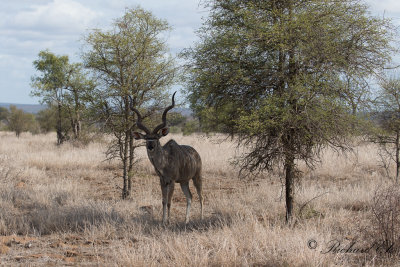 Strre kudu - Greater Kudu (Tragelaphus strepsiceros)
