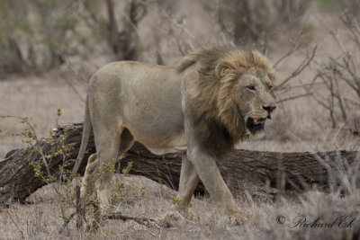 Lejon - African Lion (Panthera leo)
