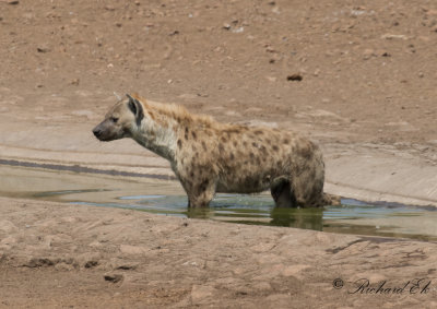 Flckig hyena - Spotted Hyaena (Crocuta crocuta)