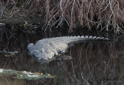 Nile Crocodile (Crocodylus niloticus)