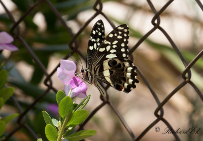 Citrus Swallowtail (Papilio demodocus)