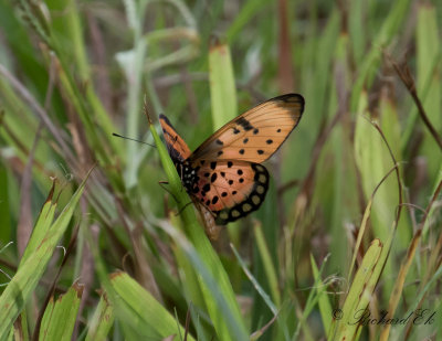 Natal Acraea (Acraea natalica)