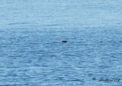 Lunnefågel - Atlantic Puffin (Fratercula arctica)