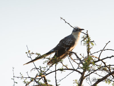 Skatgk - Great Spotted Cuckoo (Clamator glandarius)