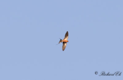 Savannsvala - Red-breasted Swallow (Cecropis semirufa)