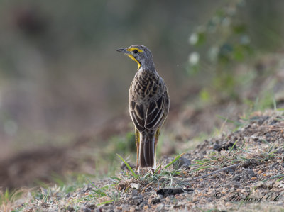 Gulstrupig sporrpiplärka - Yellow-throated Longclaw (Macronyx croceus)