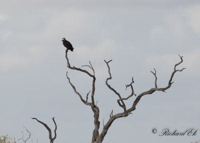rongam - Lappet-faced Vulture (Torgos tracheliotos)