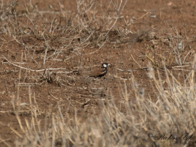 Brunryggig finklrka - Chestnut-backed Sparrow-Lark (Eremopterix leucotis)