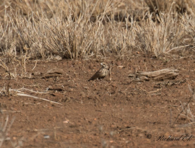 Brunryggig finklrka - Chestnut-backed Sparrow-Lark (Eremopterix leucotis)