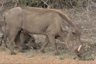 Vanligt vrtsvin - Common Warthog (Phacochoerus africanus)