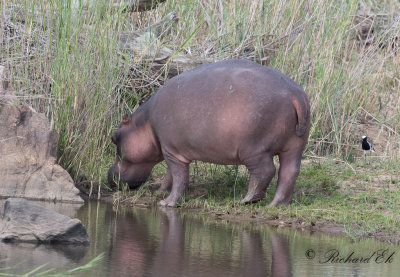Flodhst - Hippopotamus (Hippopotamus amphibius)