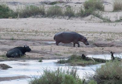 Combo (African Buffalo & Hippopotamus)