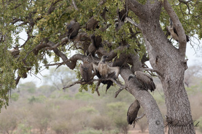 Vitryggig gam - White-backed Vulture (Gyps africanus)