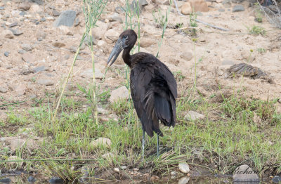 Afrikansk gapnbbsstork - African Openbill (Anastomus lamelligerus)